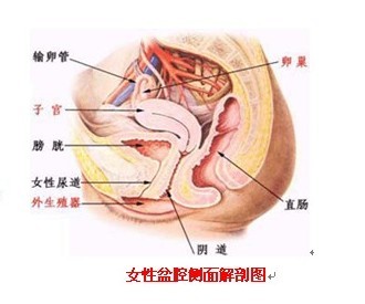 盆腔炎的症状有哪些？